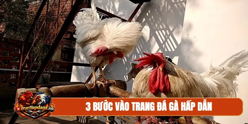 3 bước vào trang đá gà hấp dẫn