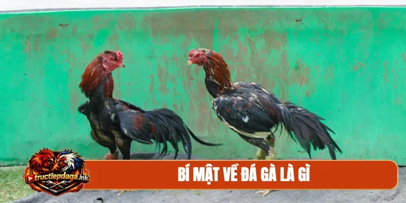 Bí mật về đá gà là gì