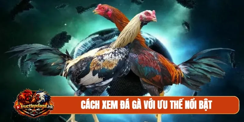 Cách xem đá gà với ưu thế nổi bật