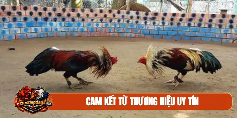 Cam kết từ thương hiệu uy tín