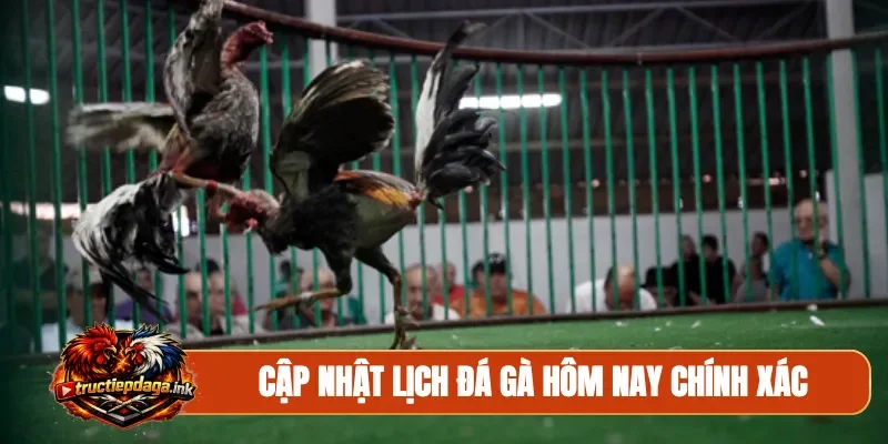 Cập nhật lịch đá gà hôm nay chính xác