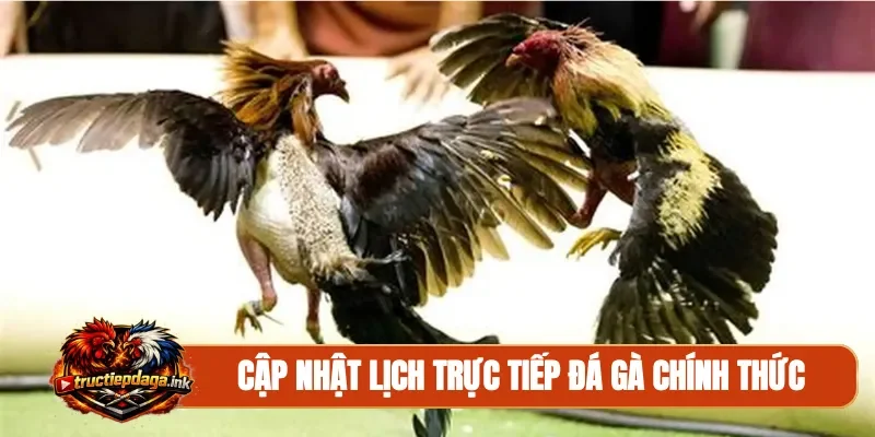 Cập nhật lịch trực tiếp đá gà chính thức