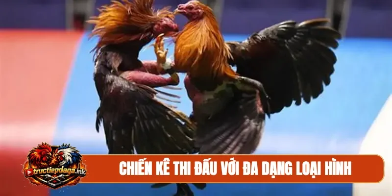 Chiến kê thi đấu với đa dạng loại hình