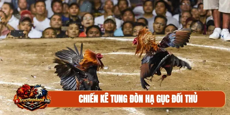 Chiến kê tung đòn hạ gục đối thủ