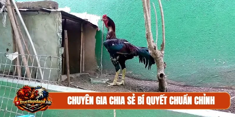 Chuyên gia chia sẻ bí quyết chuẩn chỉnh