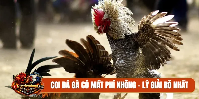 Coi đá gà có mất phí không