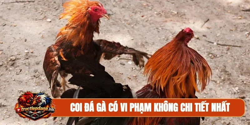 Coi đá gà có vi phạm không