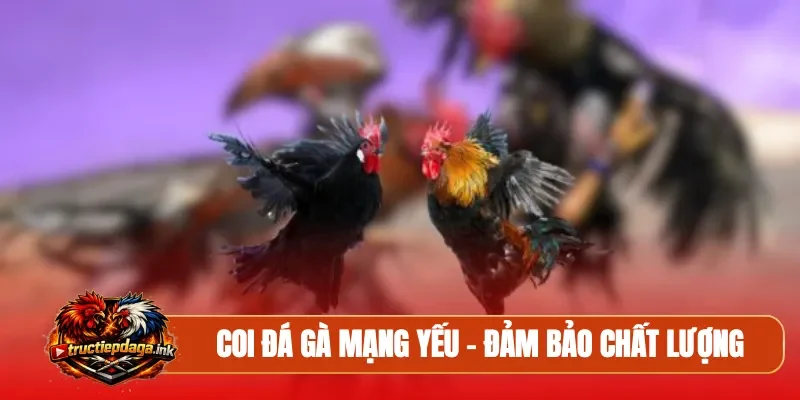 Coi đá gà mạng yếu