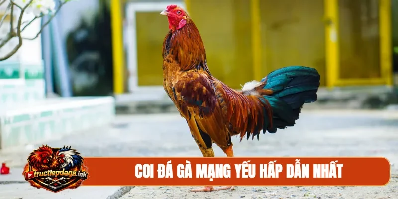 Coi đá gà mạng yếu hấp dẫn nhất
