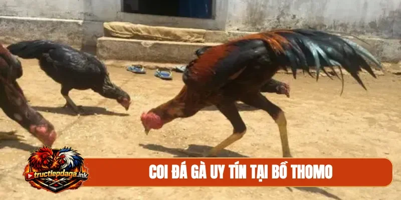 Coi đá gà uy tín tại bồ Thomo
