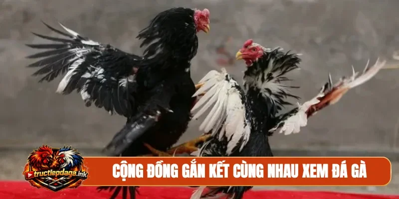 Cộng đồng gắn kết cùng nhau xem đá gà