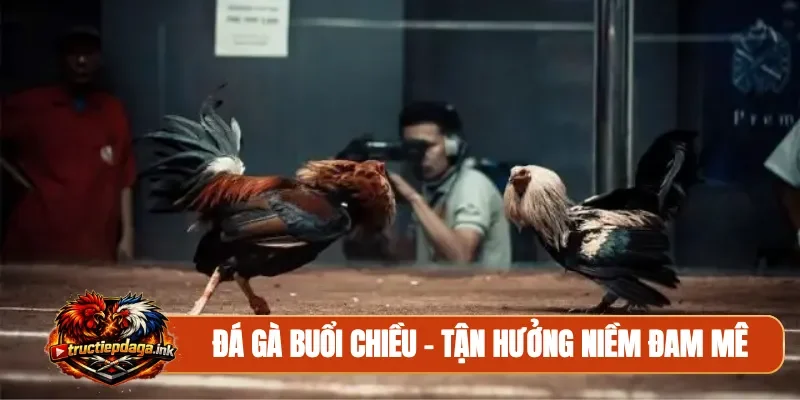 Đá gà buổi chiều