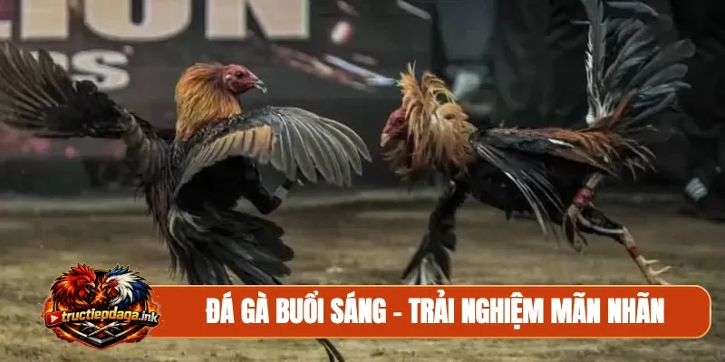 Đá gà buổi sáng