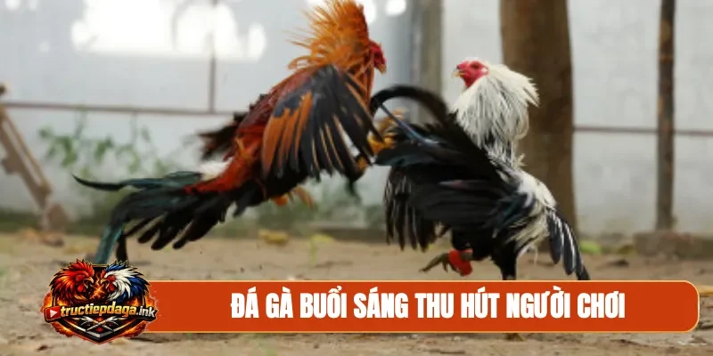 Đá gà buổi sáng thu hút người chơi