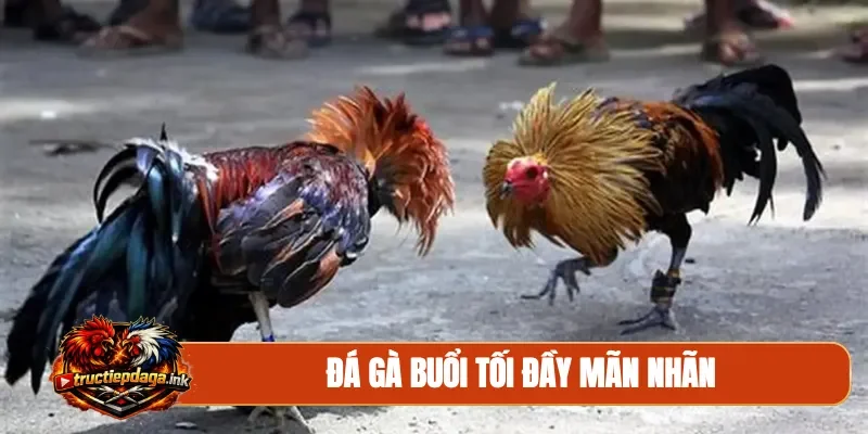 Đá gà buổi tối đầy mãn nhãn