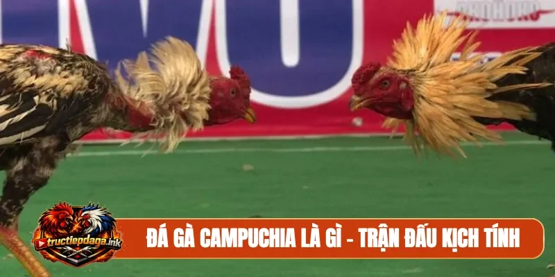 Đá gà Campuchia là gì