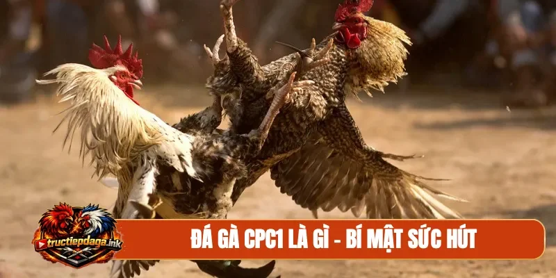 Đá gà CPC1 là gì