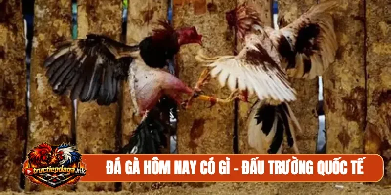 Đá gà hôm nay có gì