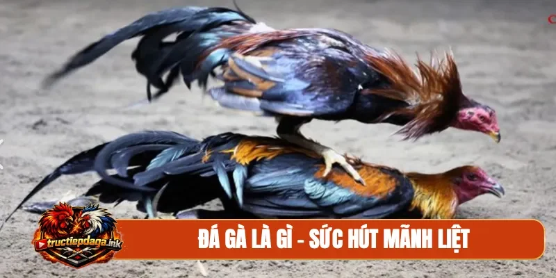 Đá gà là gì