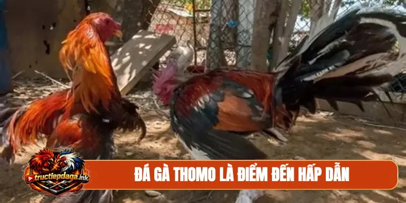 Đá gà Thomo là điểm đến hấp dẫn