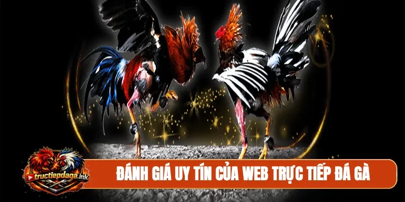Đánh giá uy tín của web trực tiếp đá gà