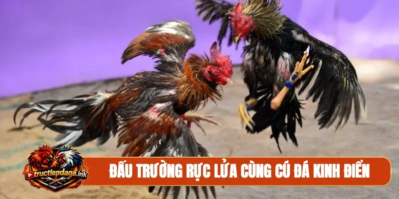 Đấu trường rực lửa cùng cú đá kinh điển