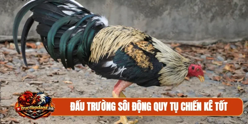 Đấu trường sôi động quy tụ chiến kê tốt