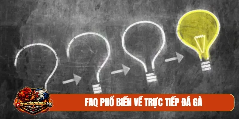 FAQ phổ biến về trực tiếp đá gà