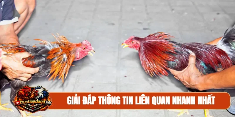 Giải đáp thông tin liên quan nhanh nhất