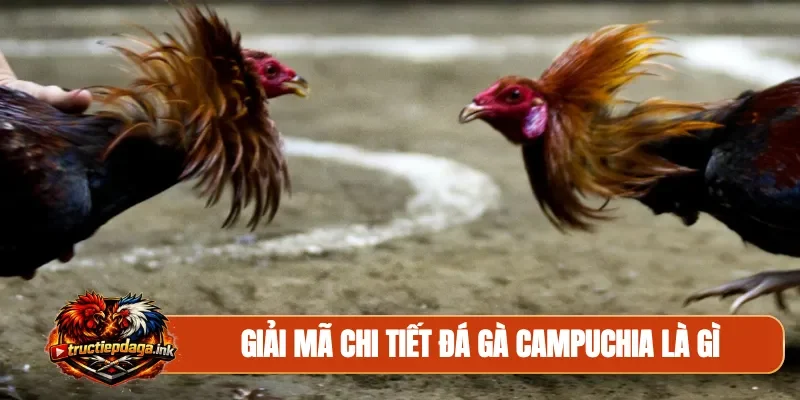 Giải mã chi tiết đá gà Campuchia là gì