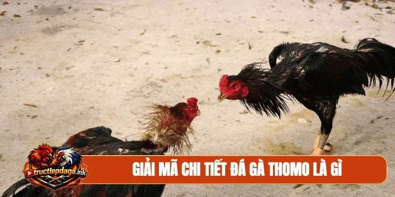 Giải mã chi tiết đá gà Thomo là gì