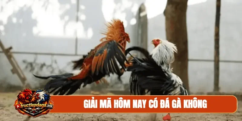 Giải mã hôm nay có đá gà không