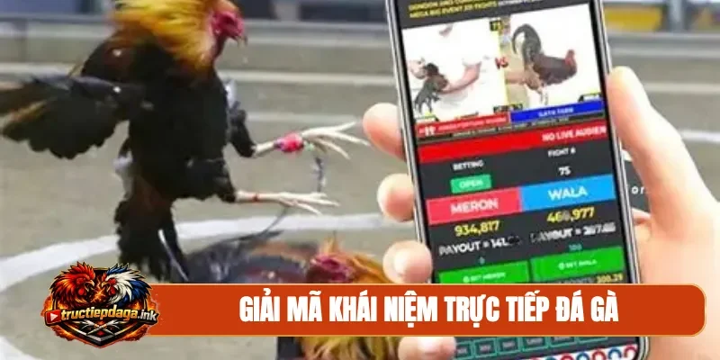 Giải mã khái niệm trực tiếp đá gà