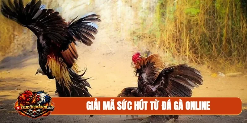 Giải mã sức hút từ đá gà online