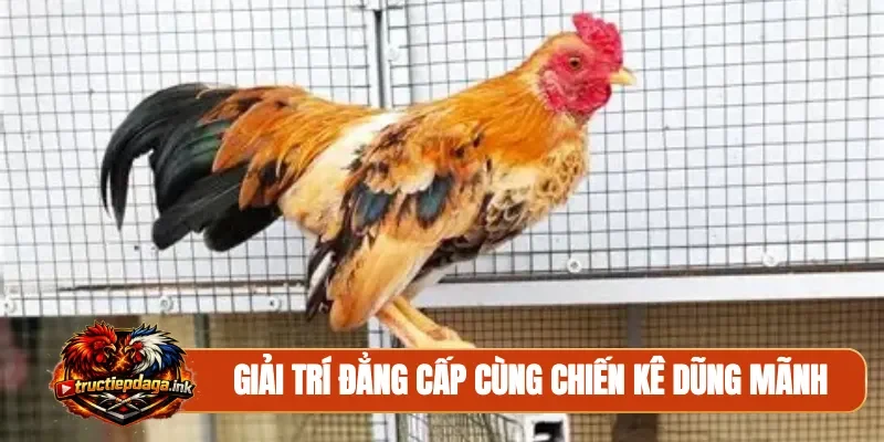 Giải trí đẳng cấp cùng chiến kê dũng mãnh