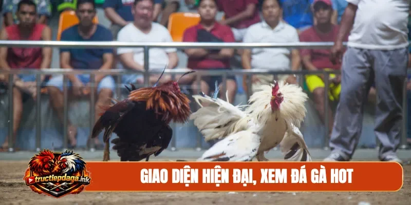 Giao diện hiện đại, xem đá gà hot