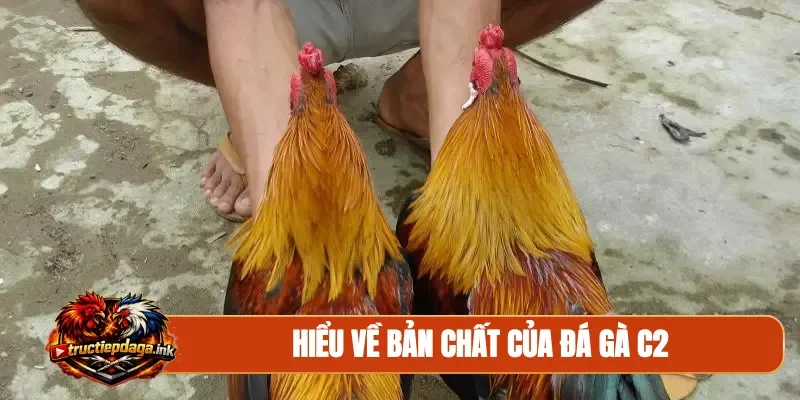 Hiểu về bản chất của đá gà C2
