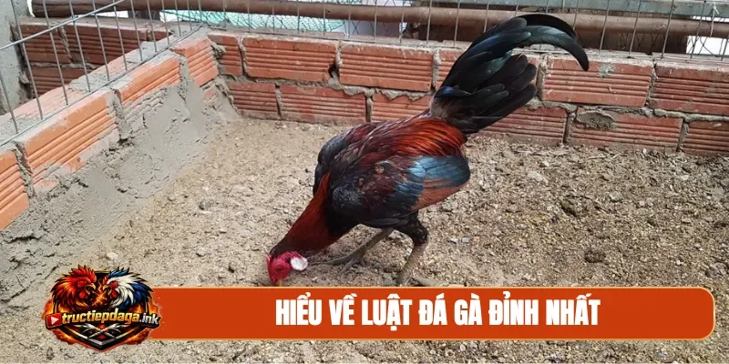 Hiểu về luật đá gà đỉnh nhất