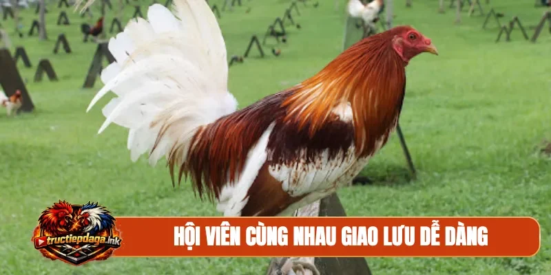 Hội viên cùng nhau giao lưu dễ dàng