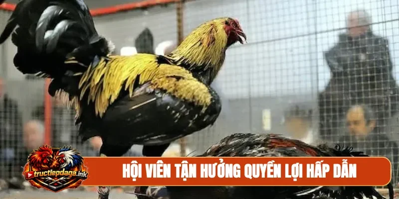 Hội viên tận hưởng quyền lợi hấp dẫn