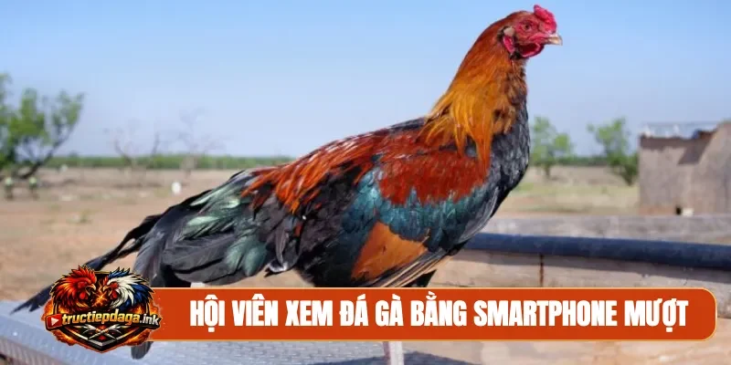 Hội viên xem đá gà bằng smartphone mượt