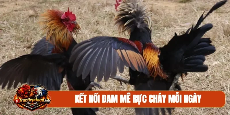 Kết nối đam mê rực cháy mỗi ngày