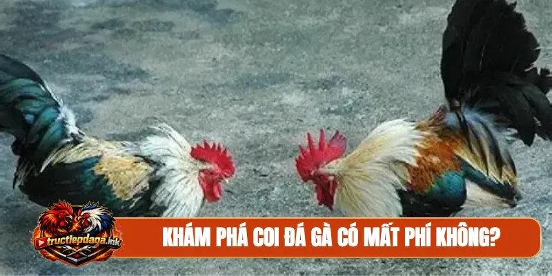Khám phá coi đá gà có mất phí không?