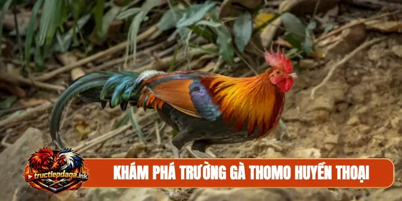 Khám phá trường gà Thomo huyền thoại