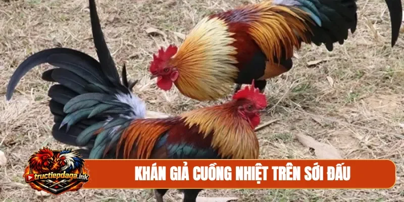 Khán giả cuồng nhiệt trên sới đấu