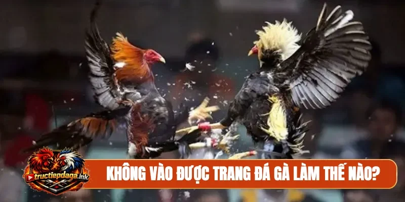 Không vào được trang đá gà
