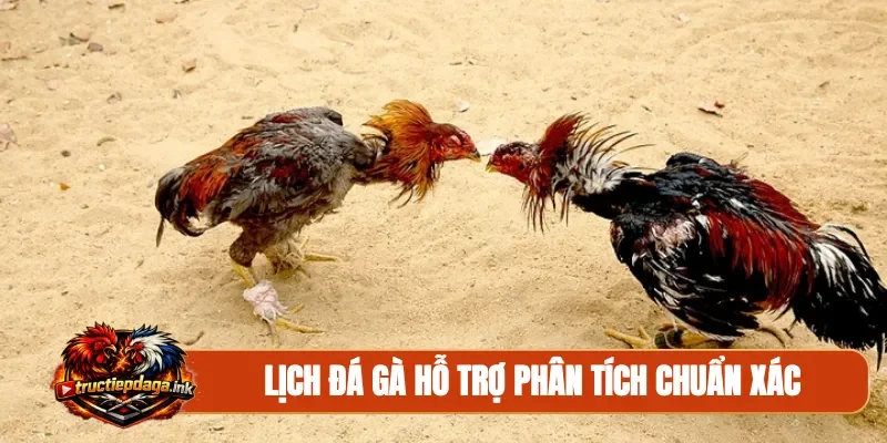 Lịch đá gà hỗ trợ phân tích chuẩn xác