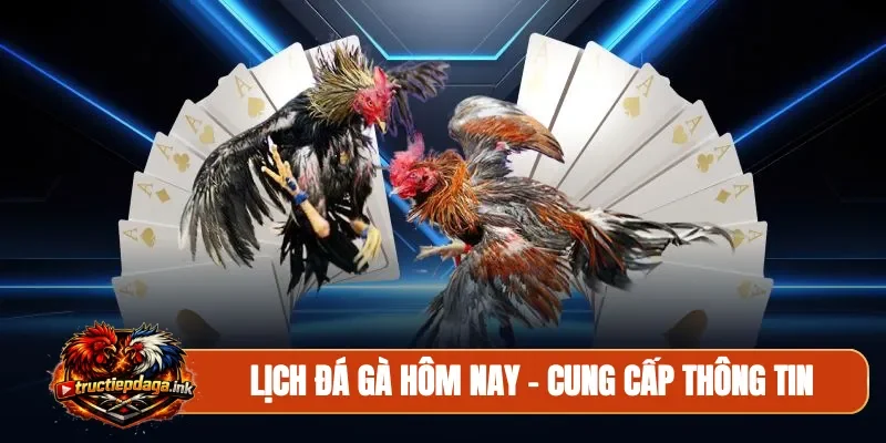 Lịch đá gà hôm nay
