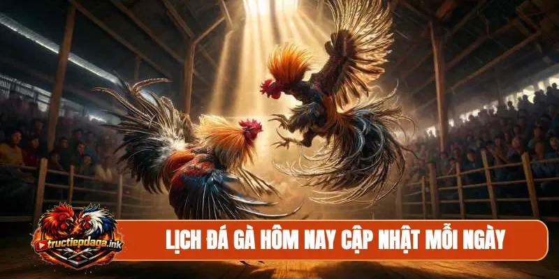 Lịch đá gà hôm nay cập nhật mỗi ngày
