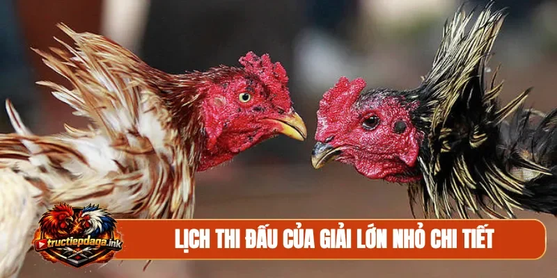 Lịch thi đấu của giải lớn nhỏ chi tiết